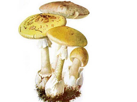 Nấm mũ tử thần