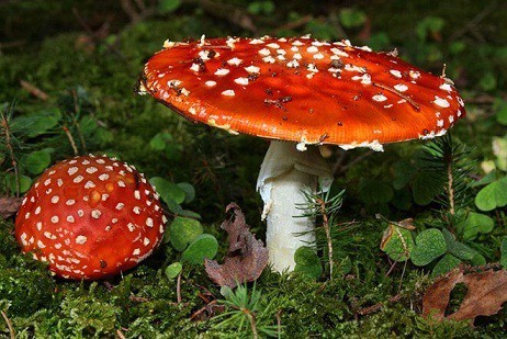Nấm tán bay Fly Agaric