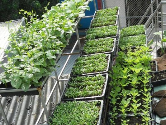 Top 10 dịch vụ trồng rau sạch tại nhà Đà Nẵng