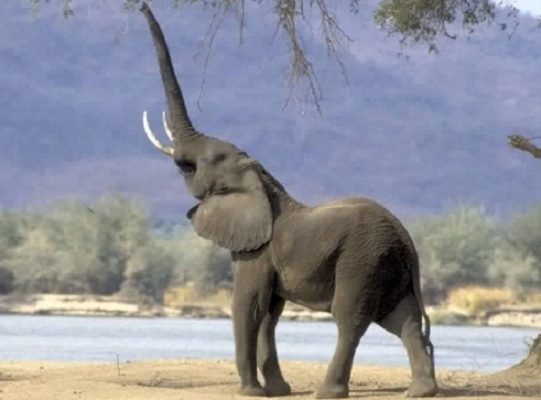 10 con vật nguy hiểm và cách thoát thân khi bị chúng tấn công