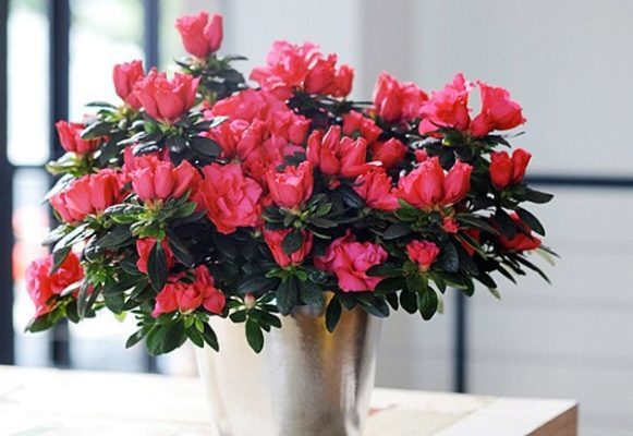 10 loại hoa trong nhà ngày Tết mang lại may mắn cho gia chủ