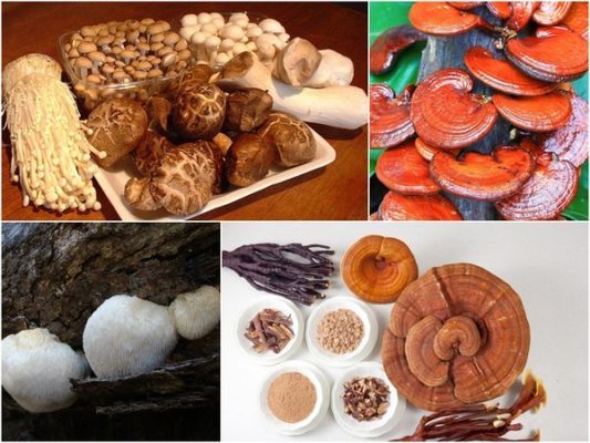 địa chỉ mua nấm linh chi ở TPHCM