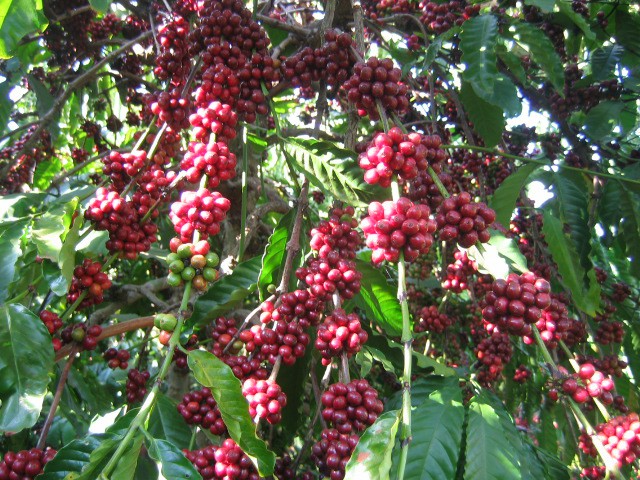 Cây cà phê