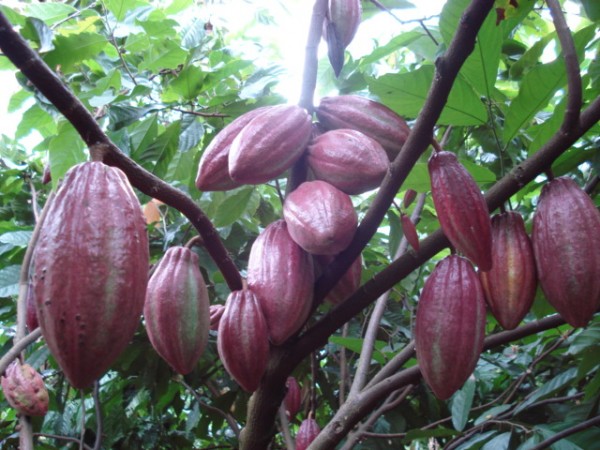 Cây ca cao