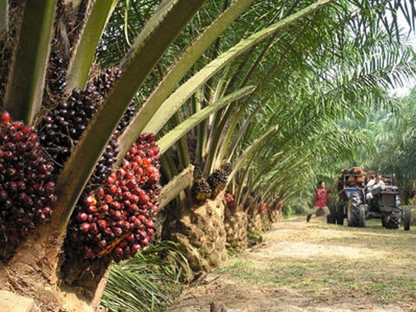 Cây cọ dầu