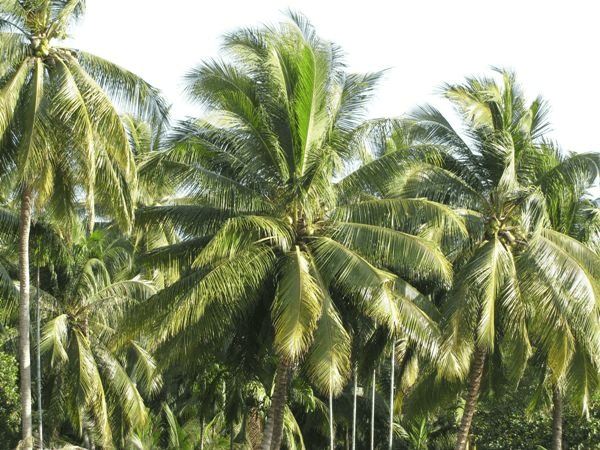 Cây dừa