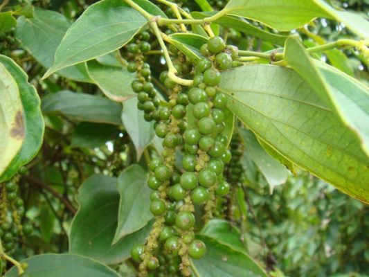 Cây hồ tiêu