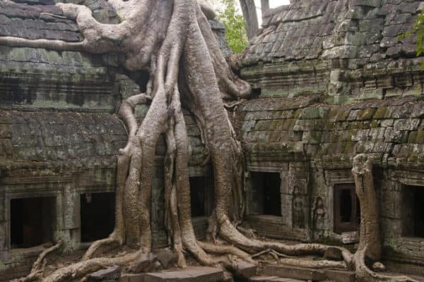 cây cổ thụ to lớn và độc đáo cây cổ thụ to lớn và độc đáo