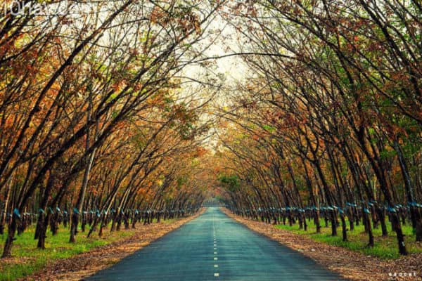 địa điểm du lịch nổi tiếng Tại Bình Phước địa điểm du lịch nổi tiếng Tại Bình Phước
