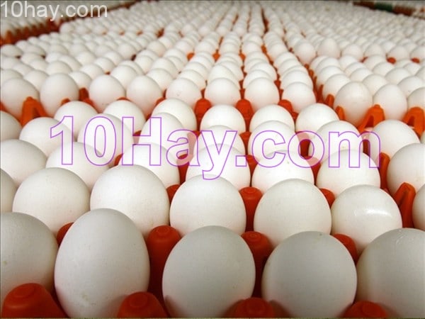 trứng gia cầm sạch
