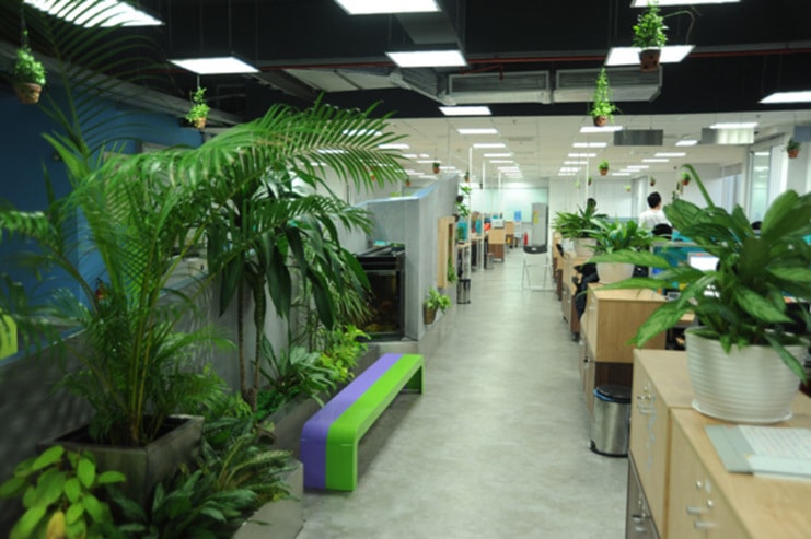 Cây xanh văn phòng rẻ và đẹp tại Hà Nội