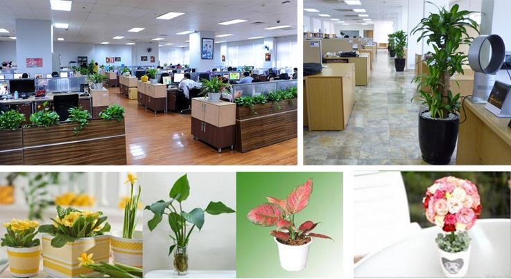 cây xanh văn phòng rẻ và đẹp tại TPHCM