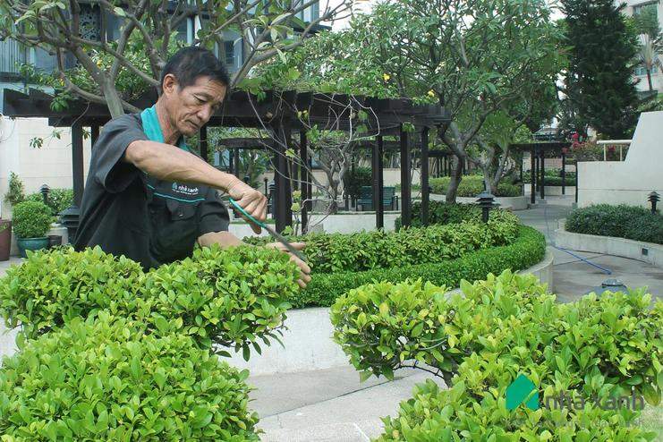 Công Ty Cây Xanh Việt