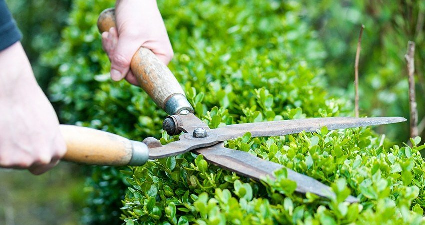 Công ty Cây Xanh Đức Lộc